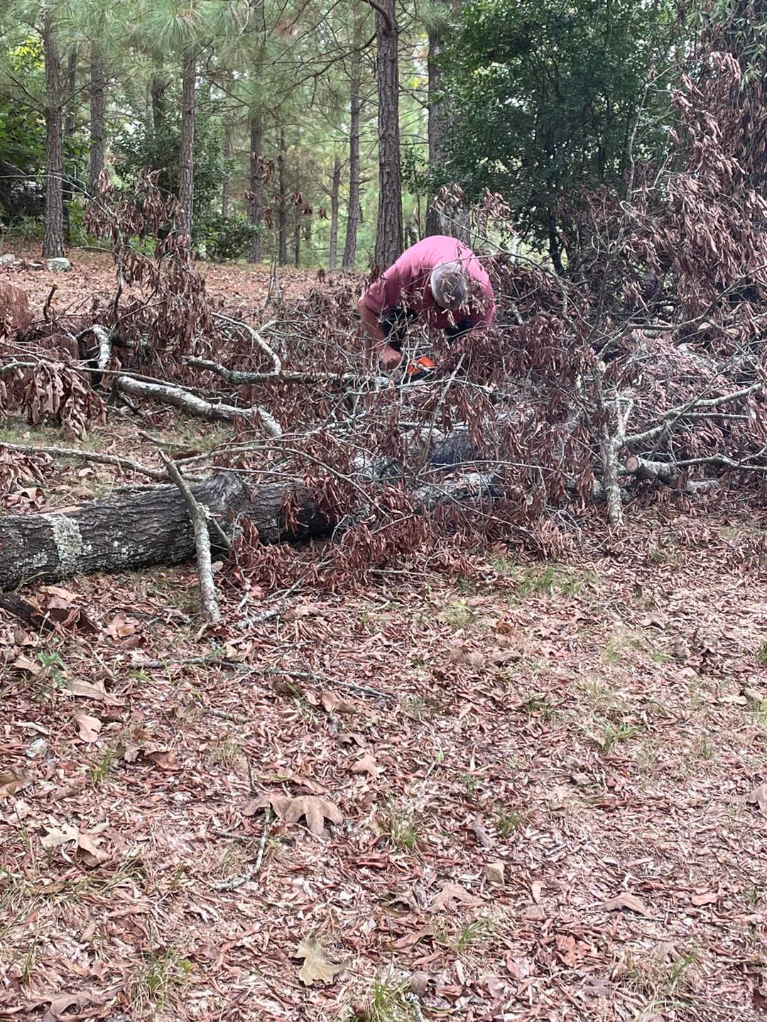 tree removal and land clearing in Hot Springs AR
