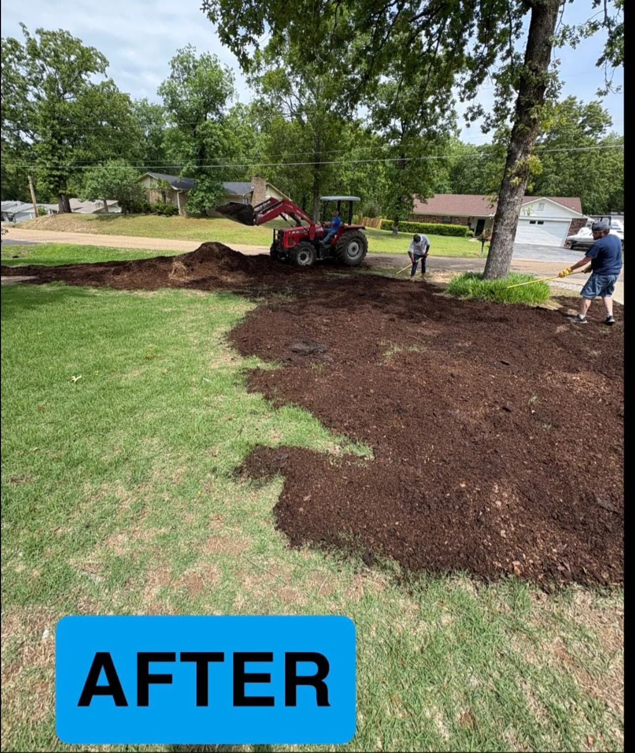 Mulch installation around mature trees